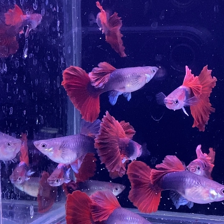 孔雀鱼大背扇子5对