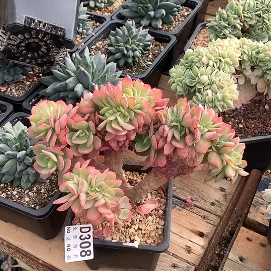 霞光缀化308 亏本处理退款拉黑7-8天发货