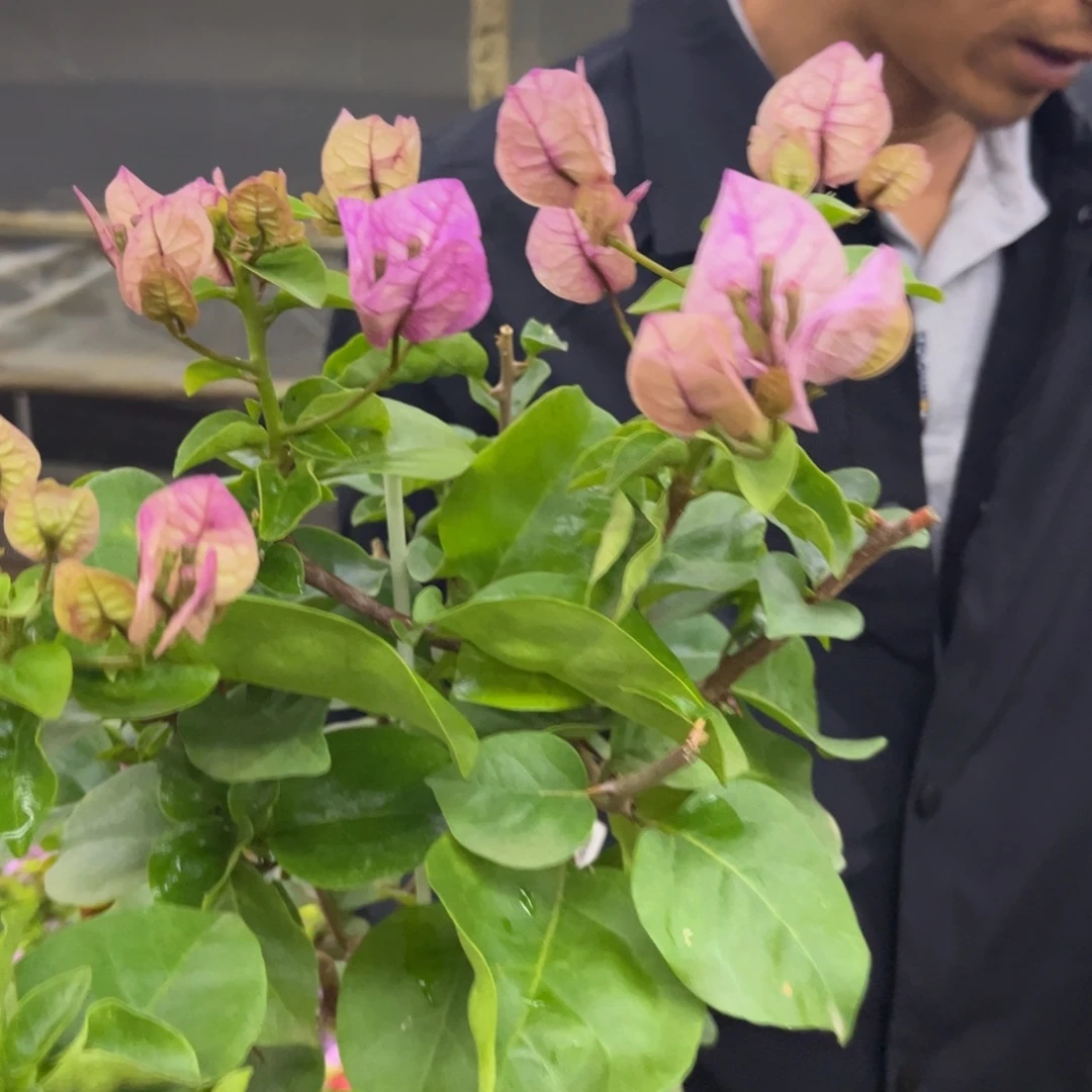 完全开放（画报紫罗兰）三角梅会落花落叶会光杆苗有大有小