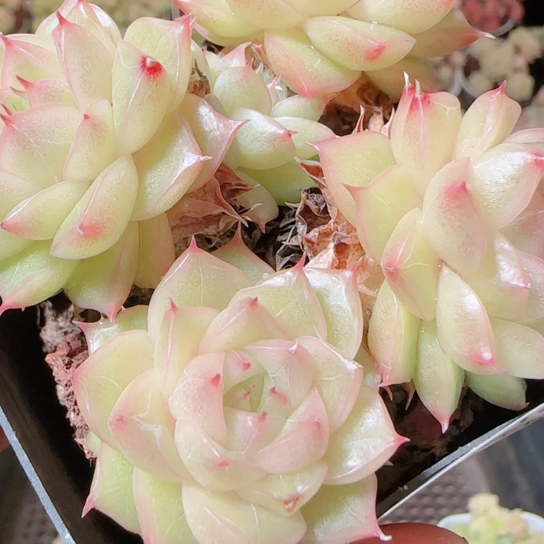 花语逸镜1116-380散