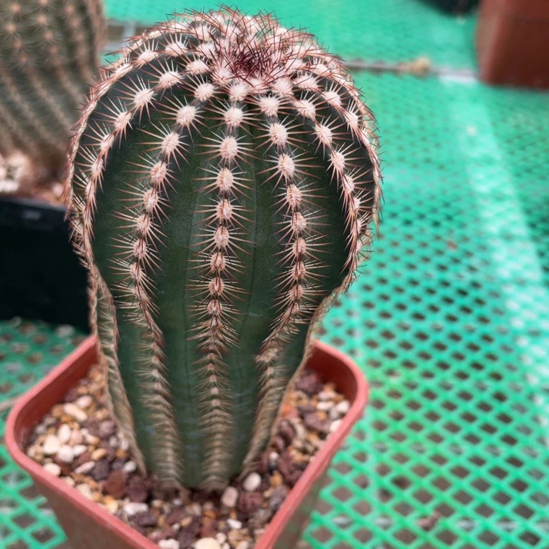 鹿角柱实生仙人球杂交