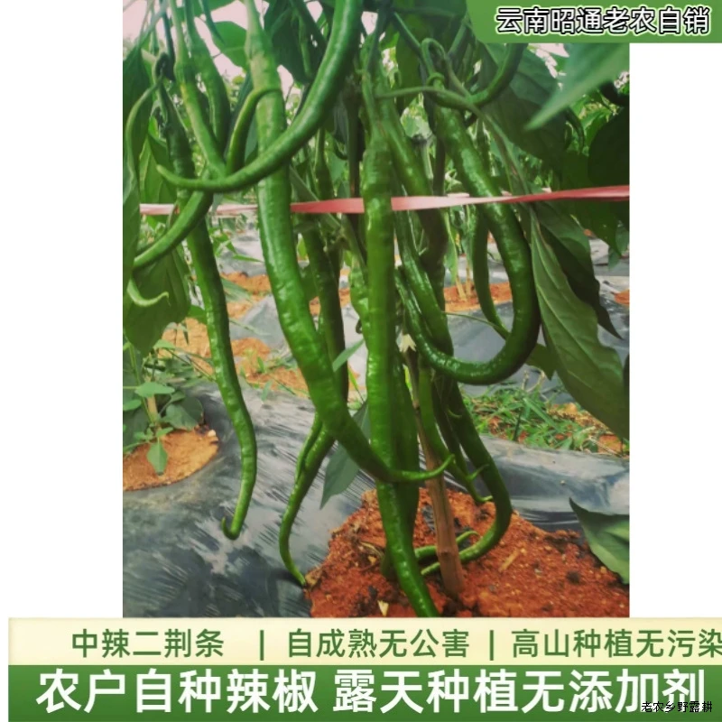 特辣优选款应季新鲜长身尖椒二荆条椒土海优质细长青辣椒青线椒新