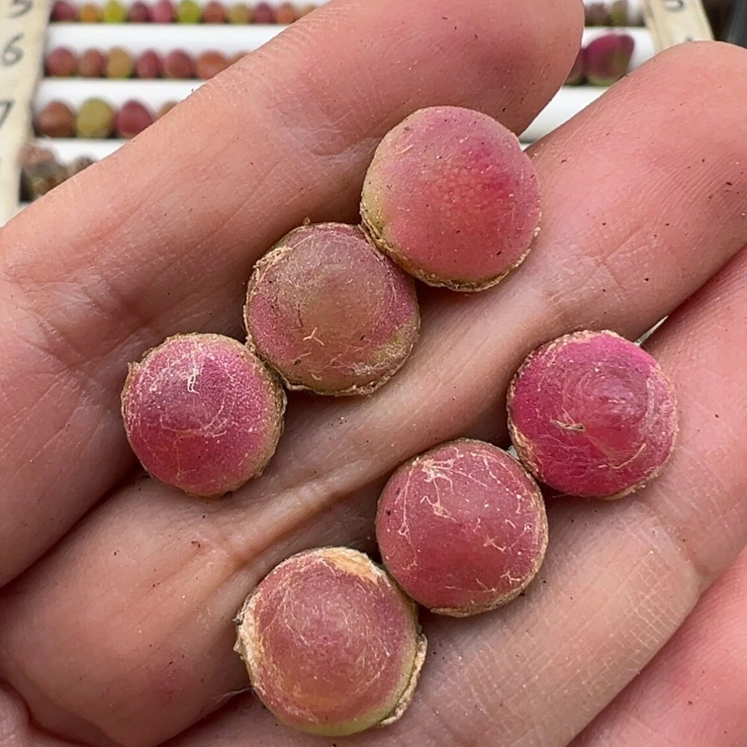 5.10好看的多肉脱土发货651