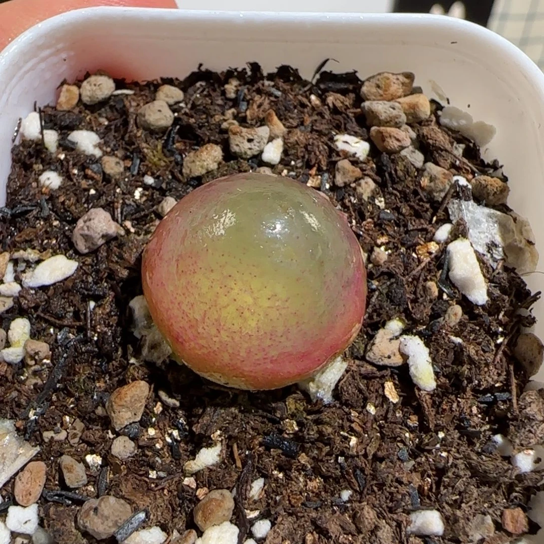 肉锥多肉植物组合-灯泡454