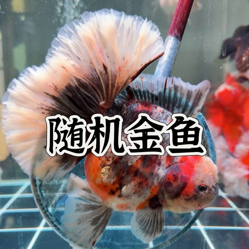 随机金鱼一条 冷水鱼 观赏活体金鱼