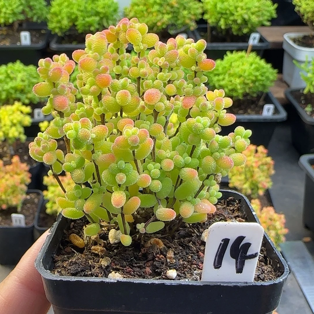 蜜橘糖球一物一拍