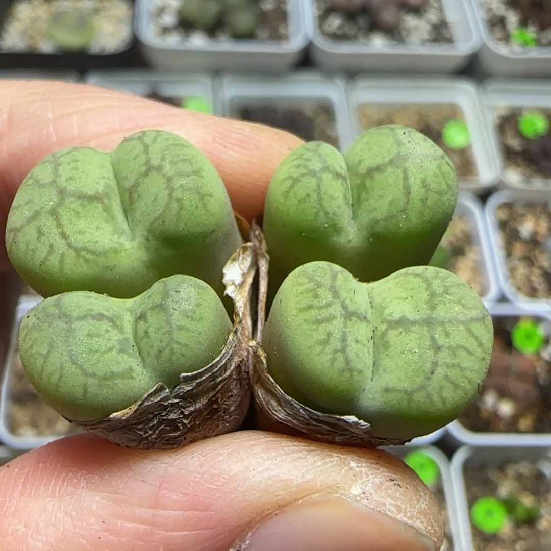 杂交漂亮多肉植物435