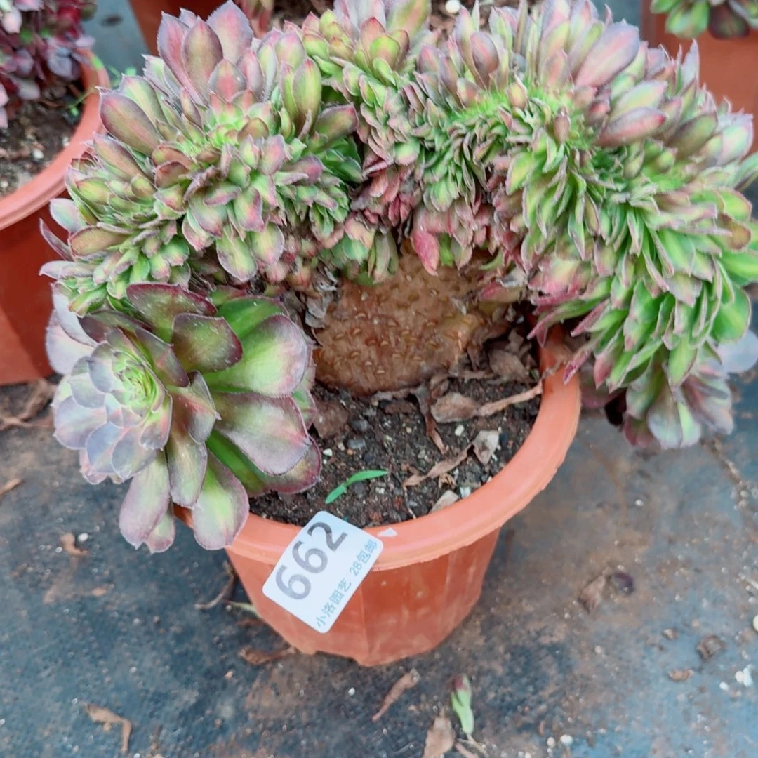 662抹茶缀化多肉植物满28包邮