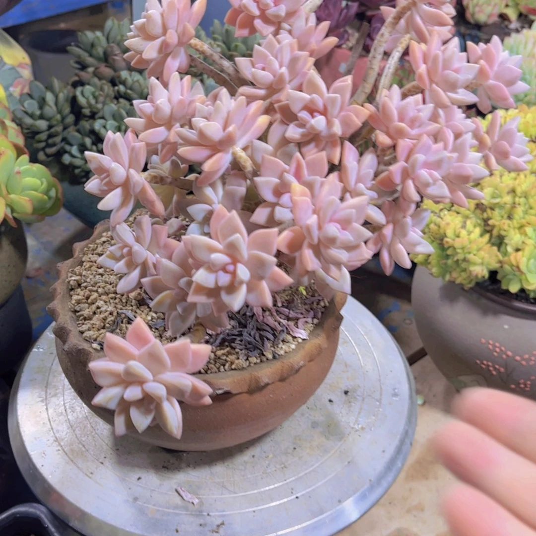 江***7多肉植物保护研究所所长