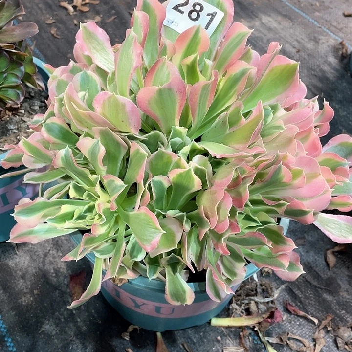 白凤281   冠幅23
