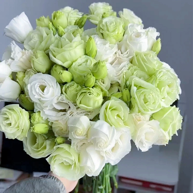 洋桔梗（1单中通2单顺丰京东包邮）洋桔梗鲜花浪漫紫色花店