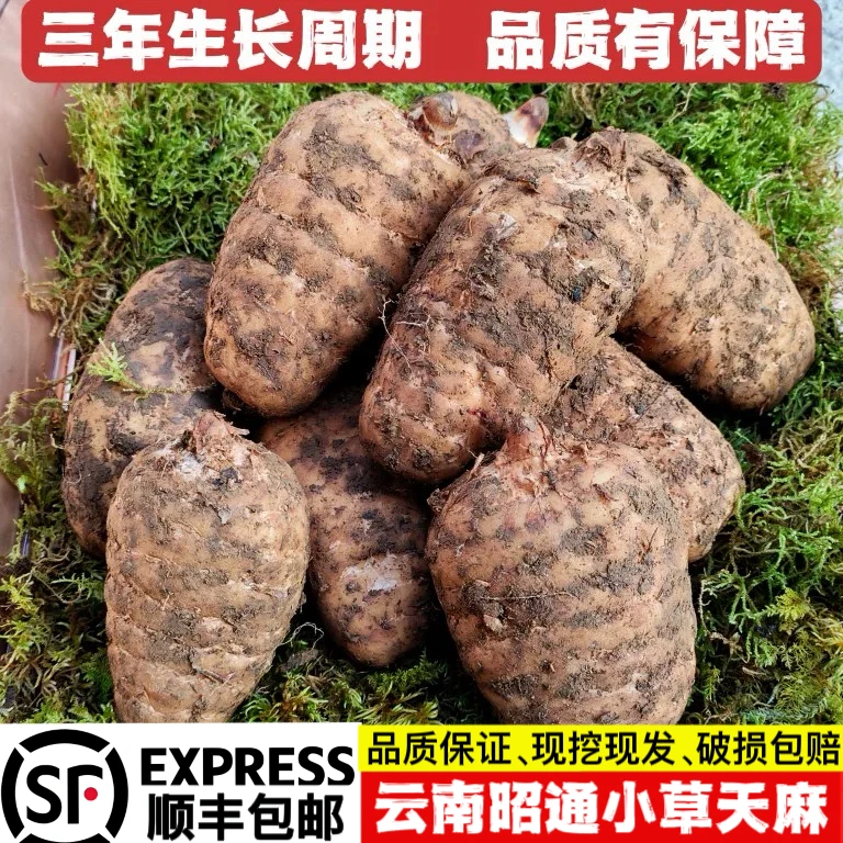 [顺丰]正宗云南昭通新鲜天麻1斤昭通小草坝原产地种植现挖发货