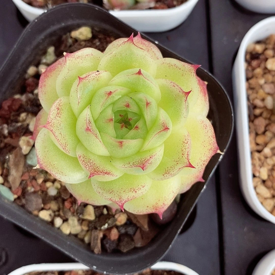 麦秆5cm多肉植物