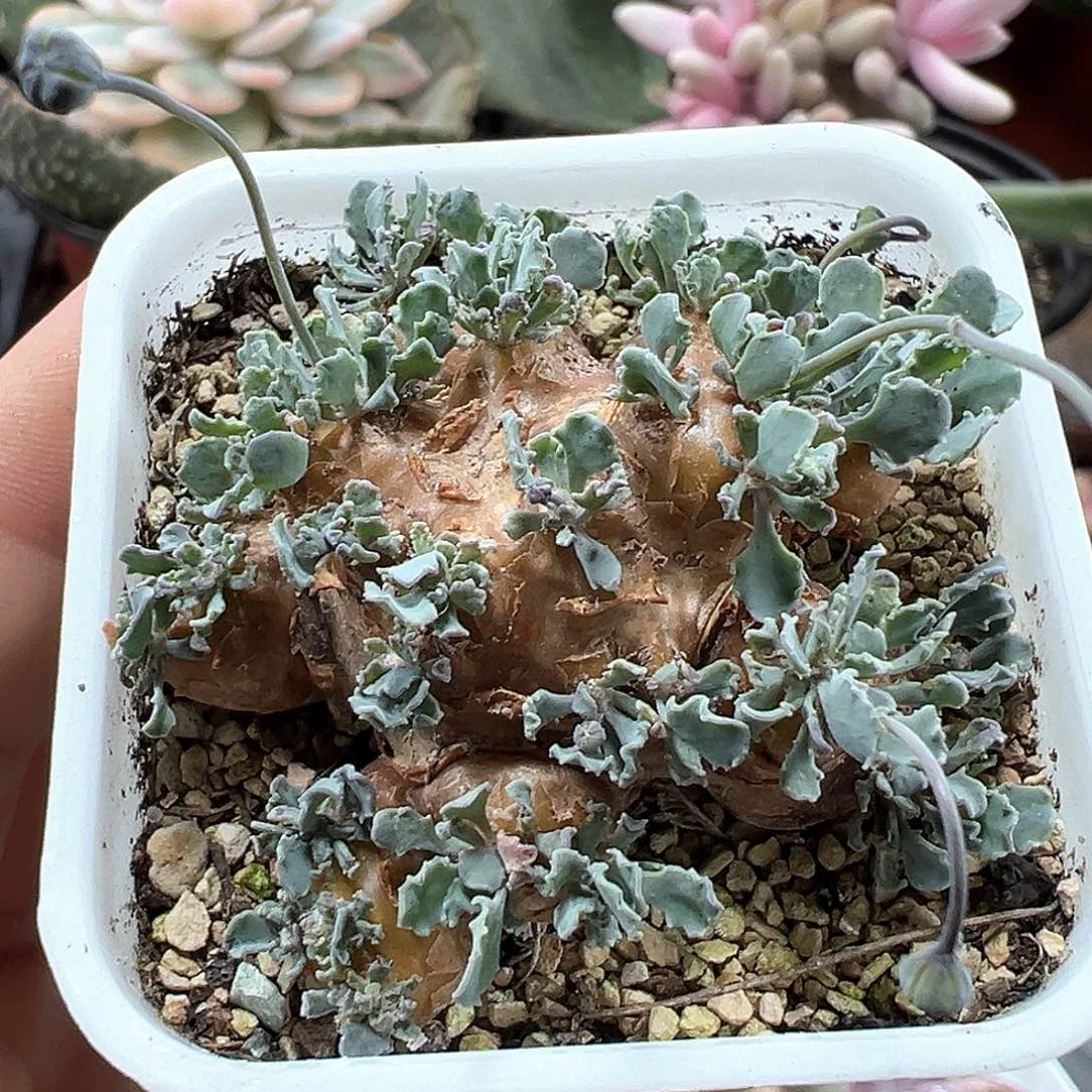 格加厚敦菊 小方花圃一物一拍