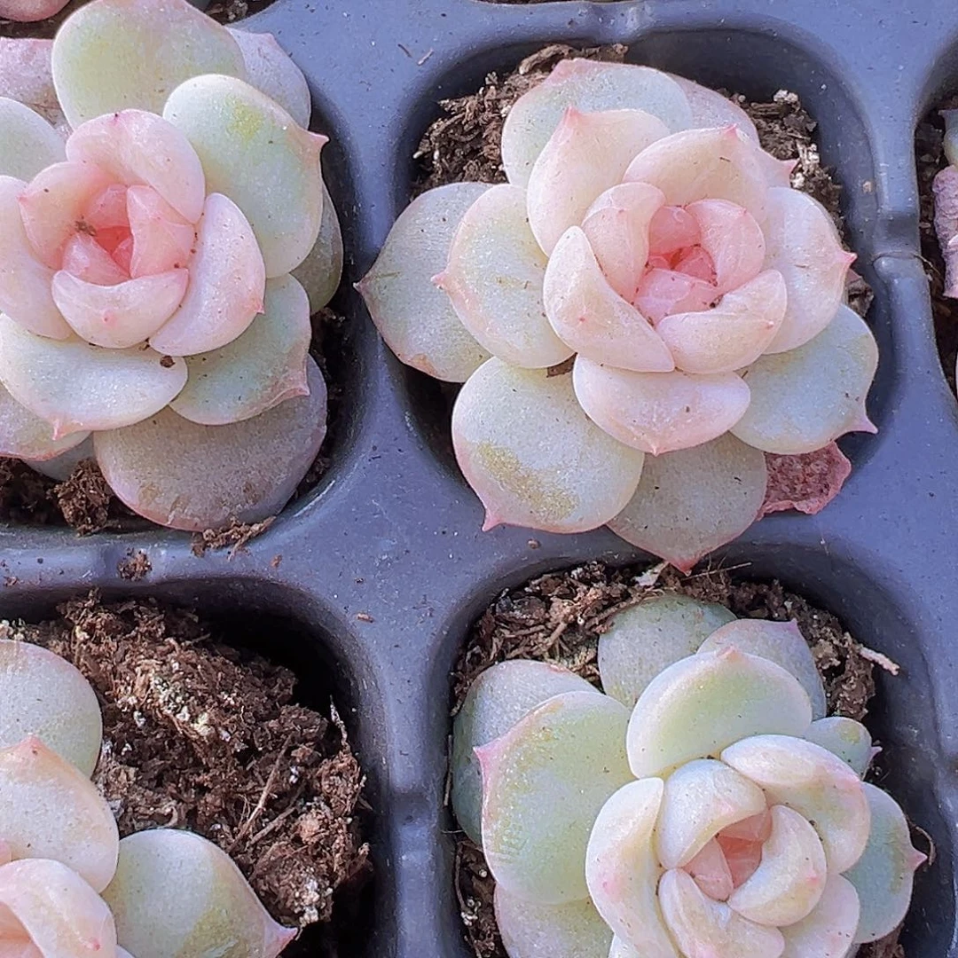 穴盘玉盏苗3颗19包邮