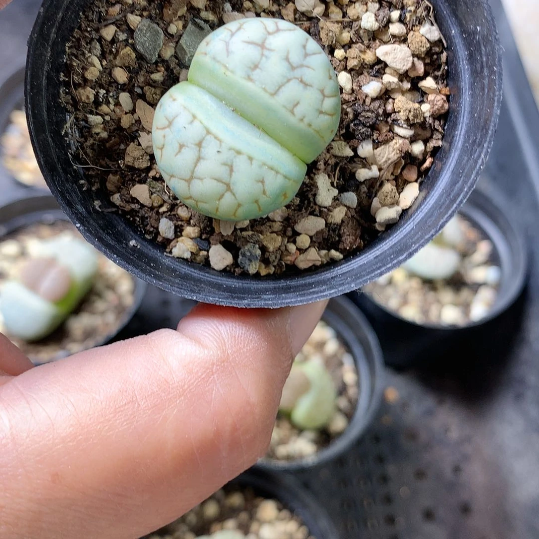 K58多肉植物保护