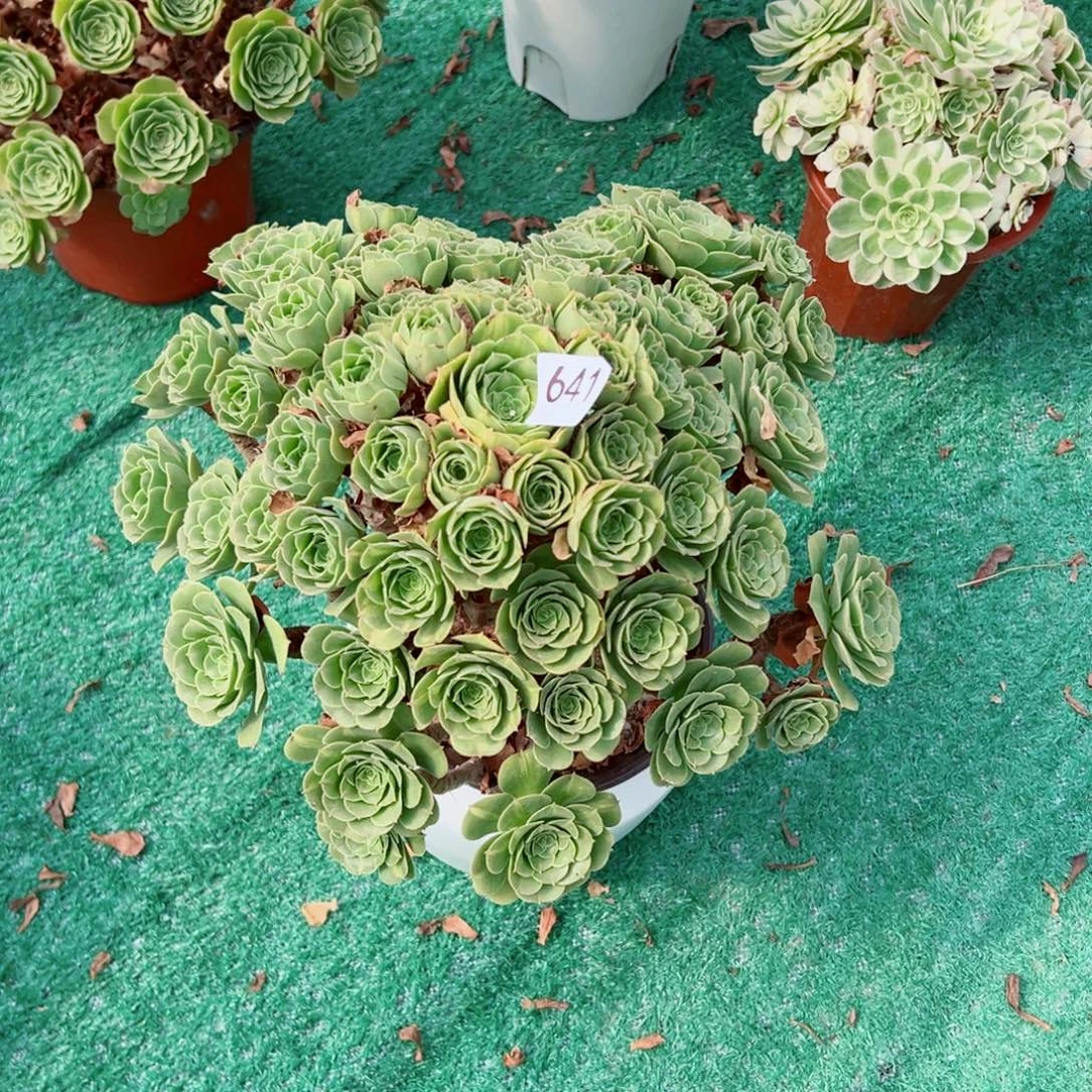 641五彩琉璃法师多肉植物