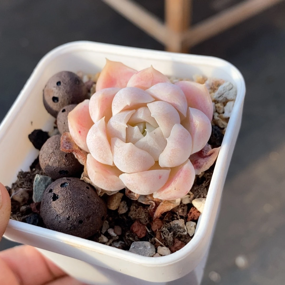 精品多肉一物一拍119