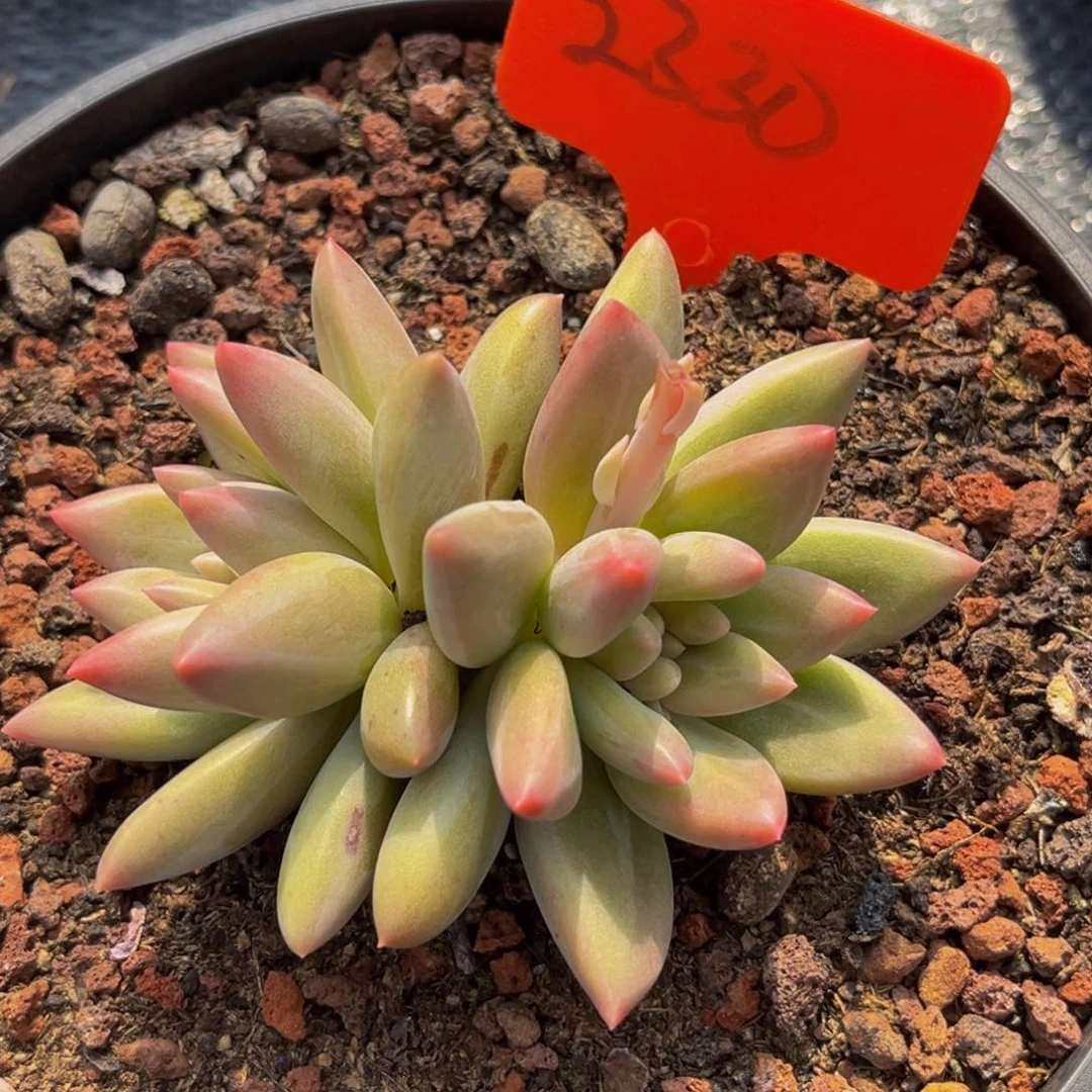 2330号上午多肉植物群生多肉植物