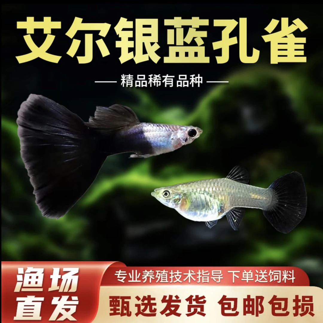 【艾尔银蓝尾】精品孔雀鱼 种鱼可繁殖 开箱视频报损 入缸后不包