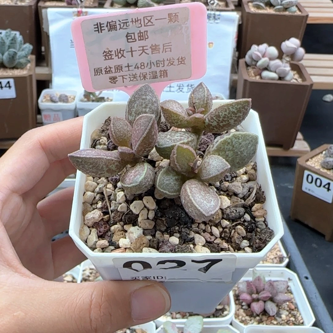 027胖虎多肉植物