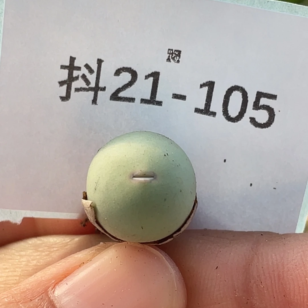 21-105肉锥433v嘴多肉植物