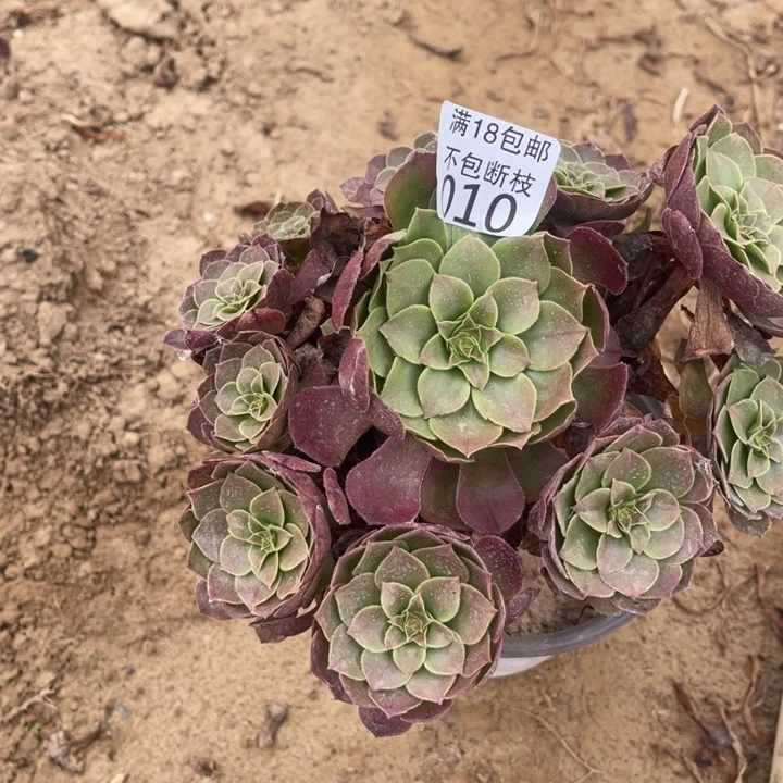 010沙拉碗手捧1北