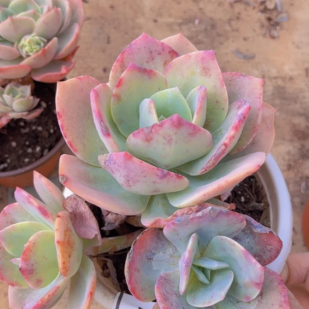 【闪购商品】血凤09157