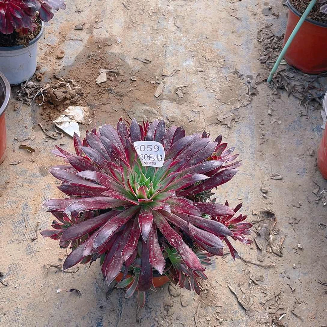 059惊鸿仙子多肉