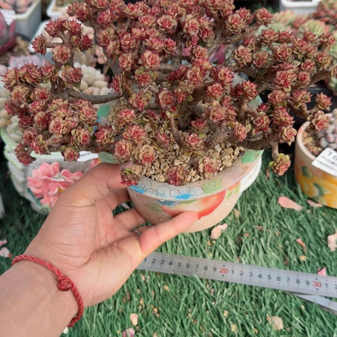 1234567899876543215588