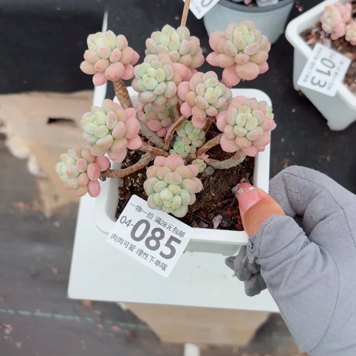 鱼子酱多肉植物多肉植物多肉