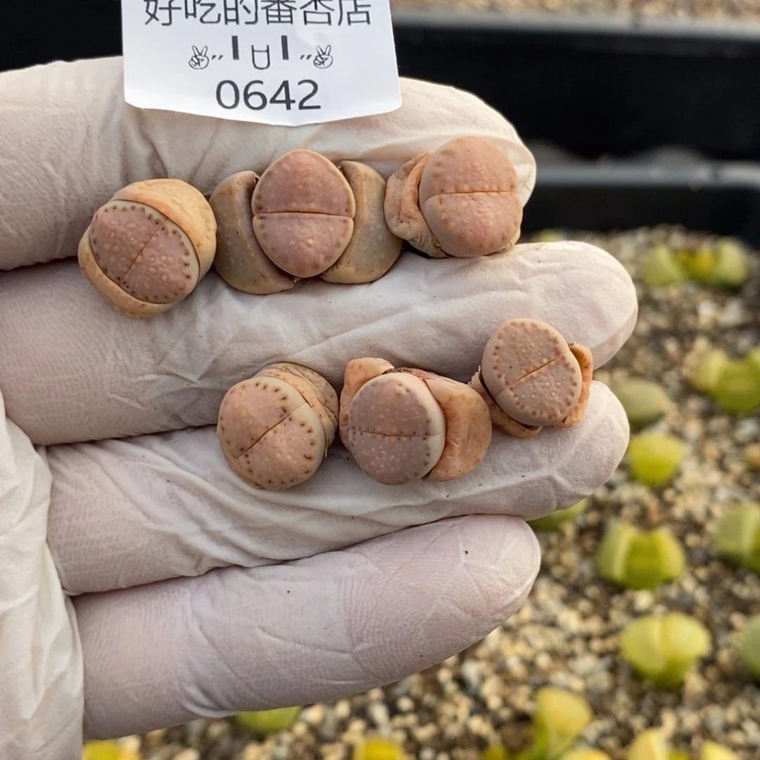 绿**、0642。零下拍保温。