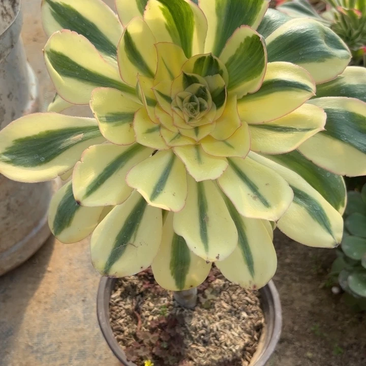 C.  6939燕子多肉