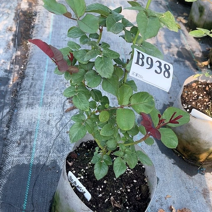 无花朵红色城堡938号