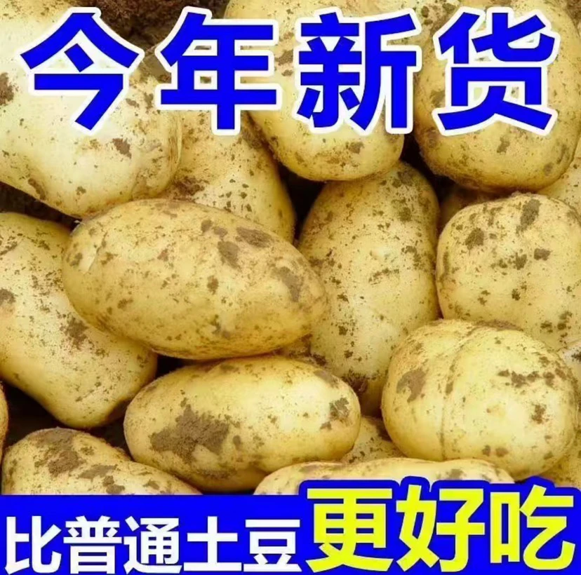山东黄心土豆黄皮洋芋软糯马铃薯新鲜沙地蔬菜