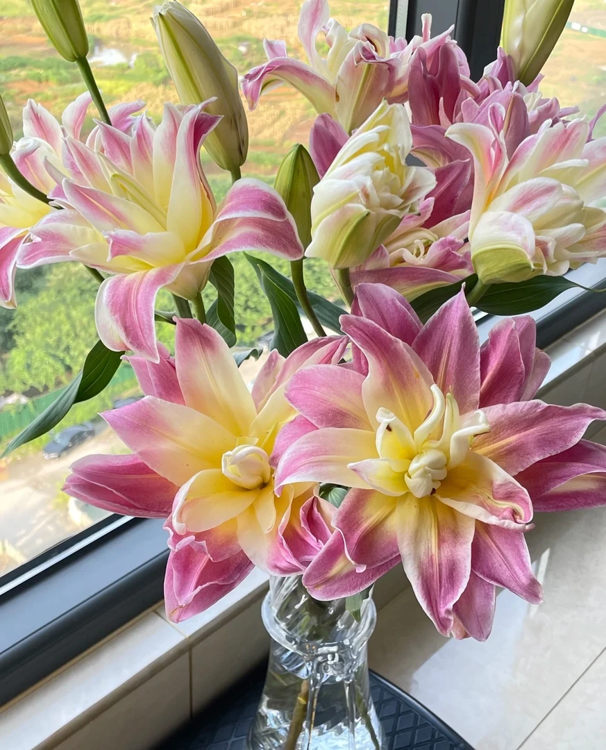 【彩虹糖】重瓣香水百合花种球盆栽地栽阳台庭院花种球