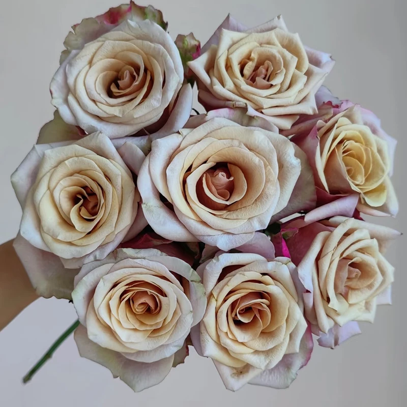 【蜂蜜黄金】玫瑰【3单包邮顺丰空运/95%市区次日达】