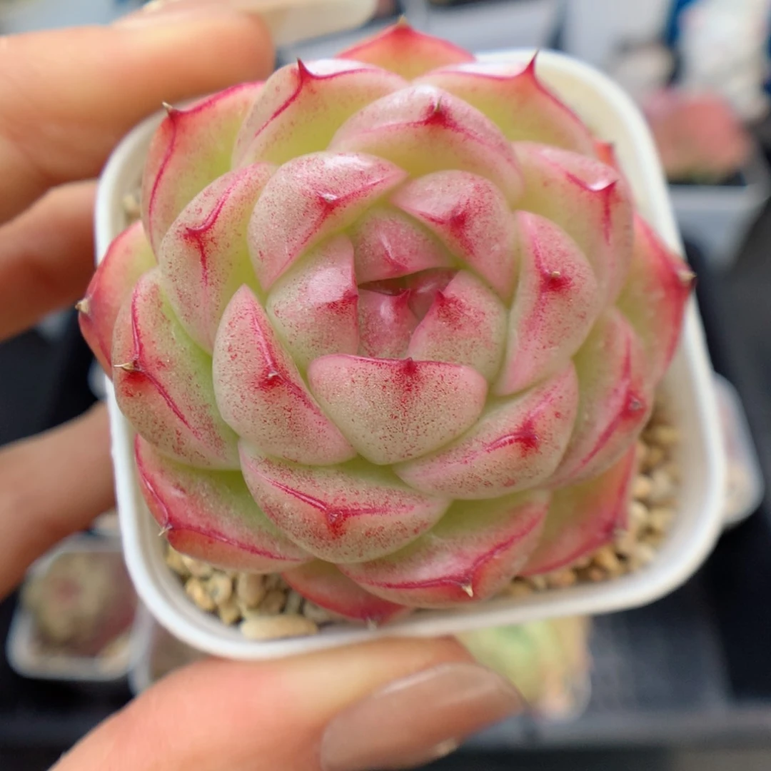多肉植物。  麦秆58