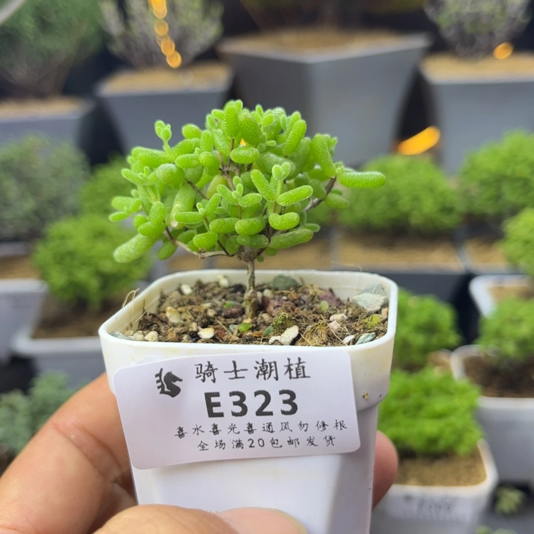 323蜜橘糖球枝干番杏