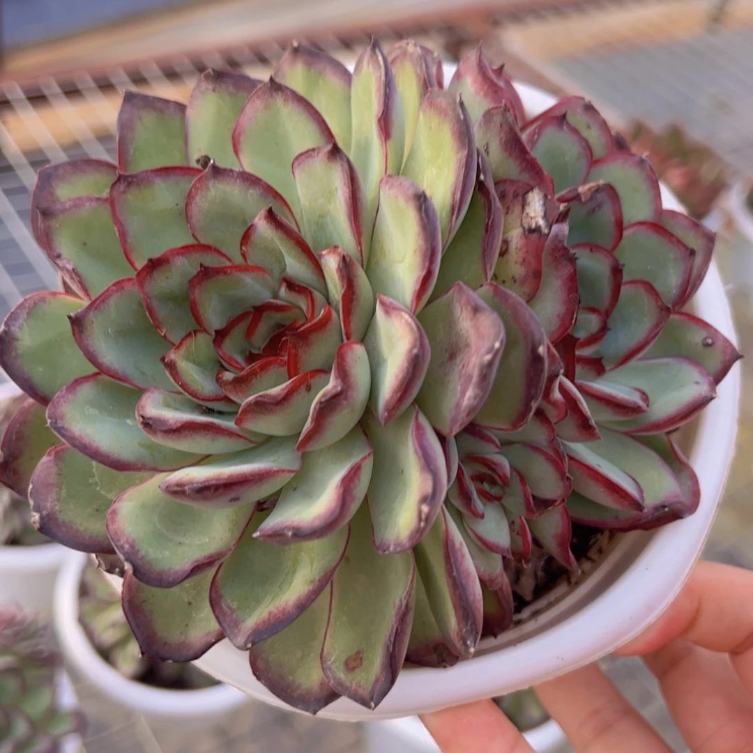 肉酱玫瑰双头带仔