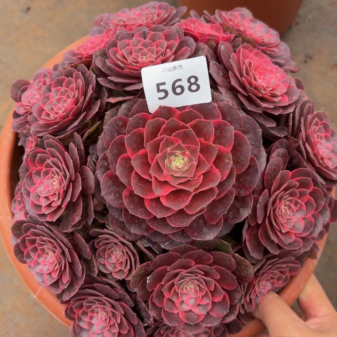 568多肉植物克拉恋人