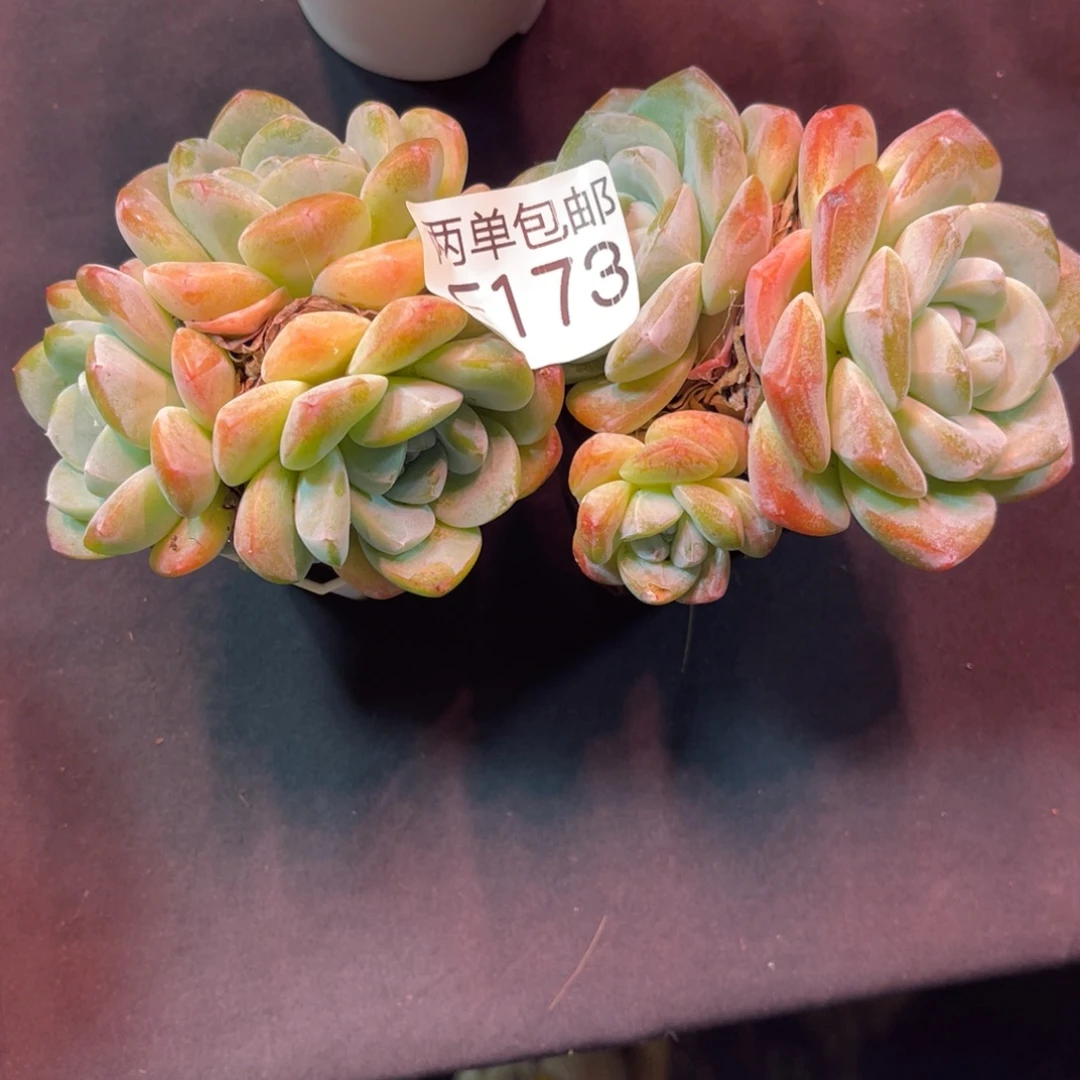 哈哈哈哈哈哈哈173