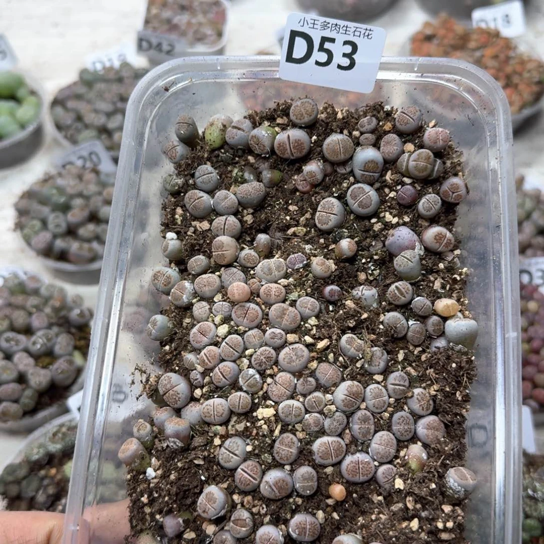 D53。菊一 大盒多肉植物