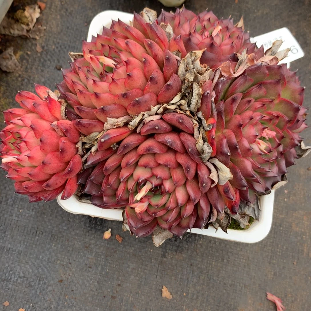 2816杂交多肉老桩