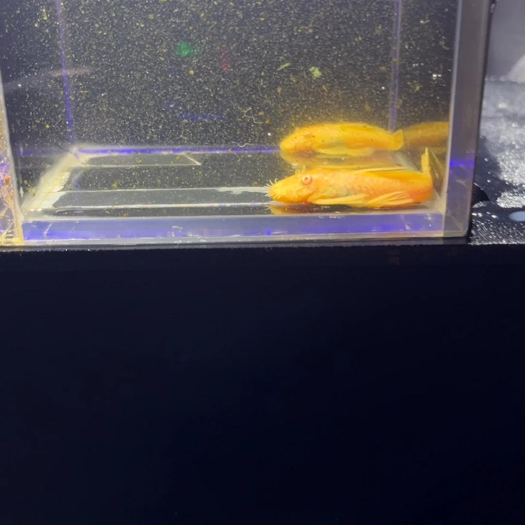 孔雀鱼孔雀鱼胡子16