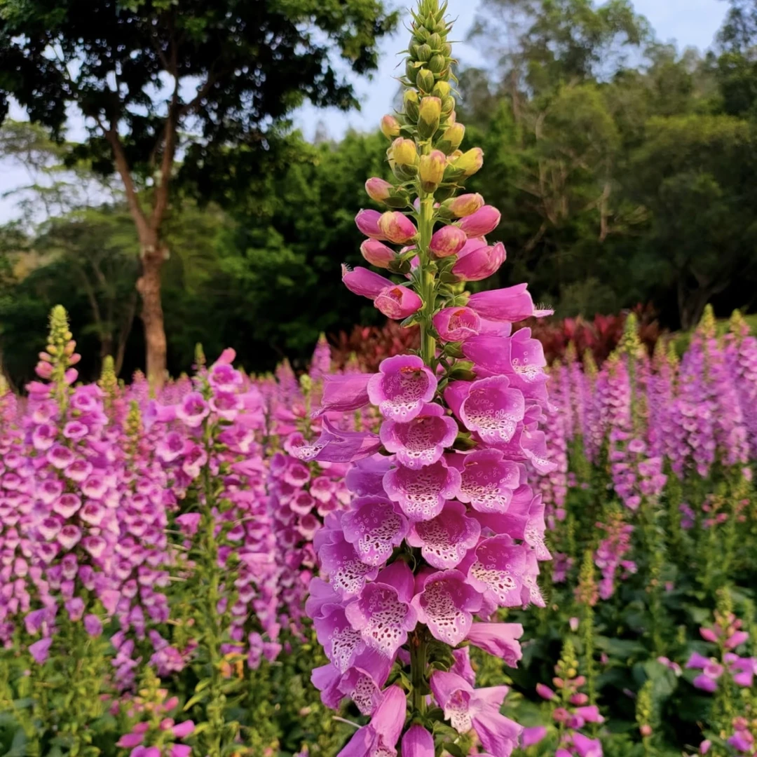 毛地黄阳台庭院盆栽多年生易爆花发货快新手易养护喜阳
