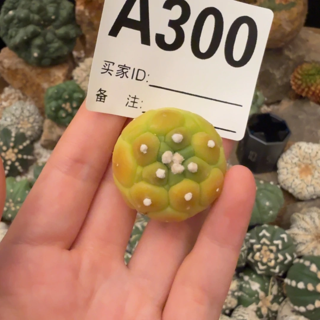 龟甲黄体粉皮哈哈哈哈