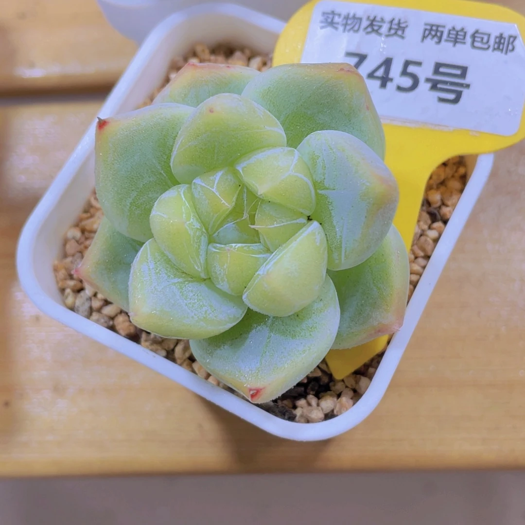 745号 精品糖心白泽