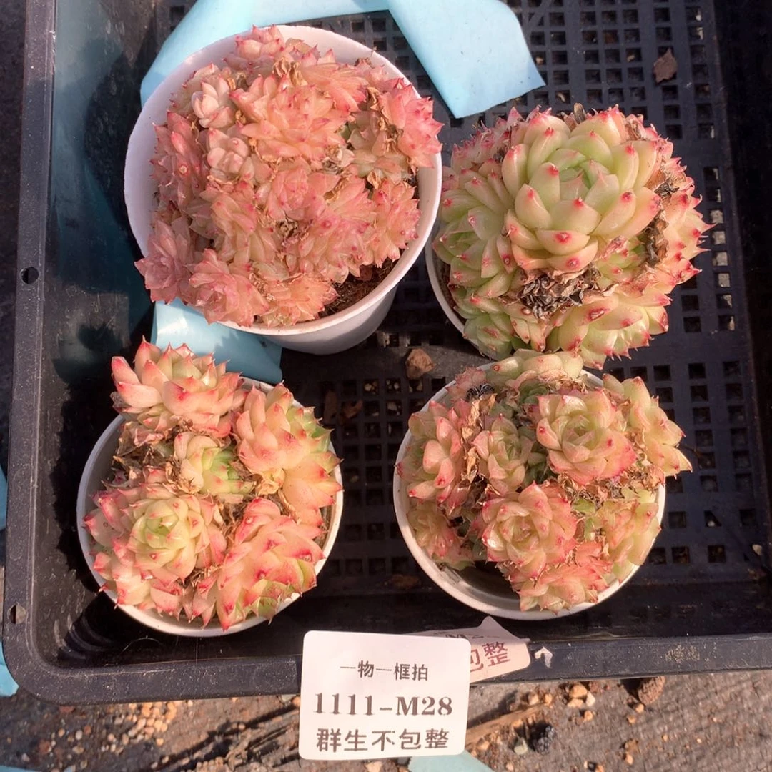 双十一福利。4颗 1111-m28