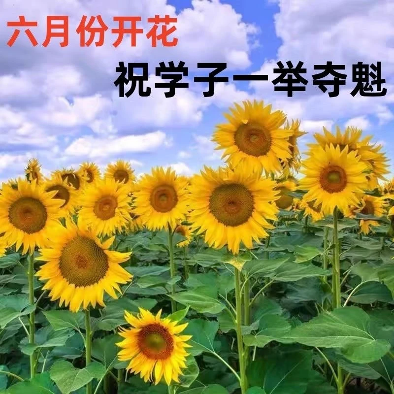 【网红款】中高考必备向日葵幼苗花卉植物室内庭院窗台四季开花大型